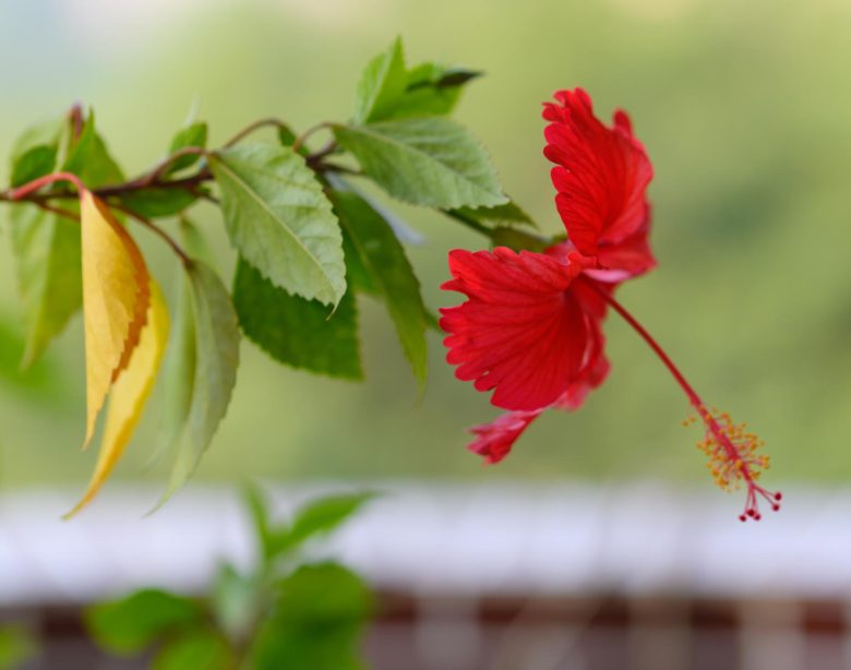 Découvrir les bienfaits et utilisations de l'hibiscus en tige