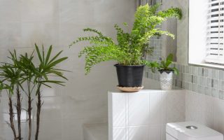 plante à choisir pour une salle de bain lumineuse