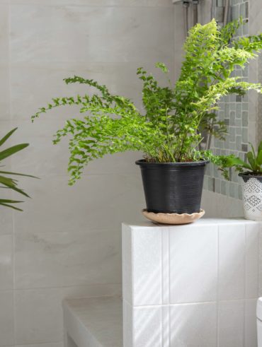 plante à choisir pour une salle de bain lumineuse