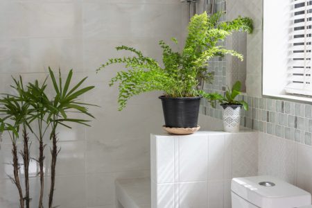 plante à choisir pour une salle de bain lumineuse