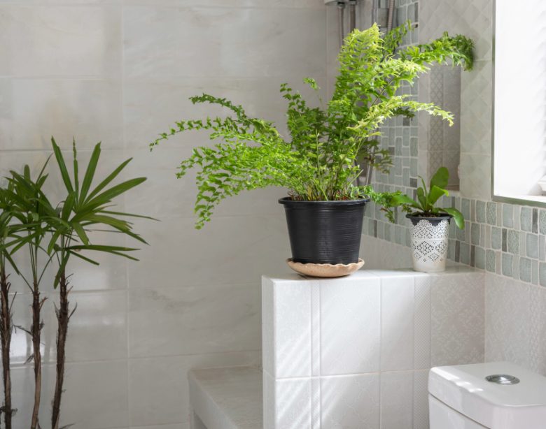 plante à choisir pour une salle de bain lumineuse