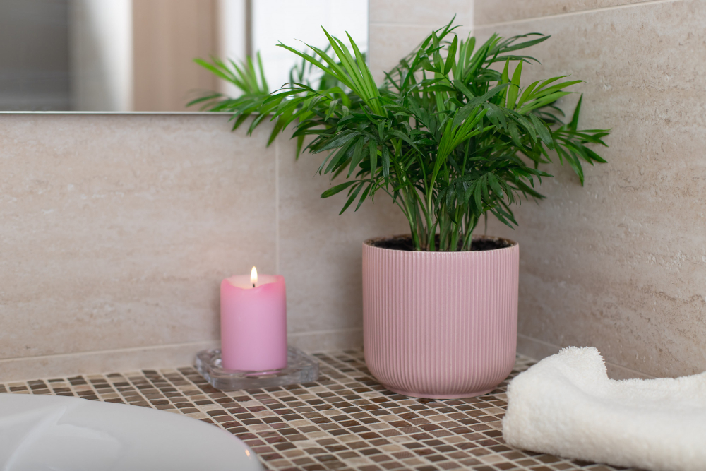 plante pour une salle de bain lumineuse