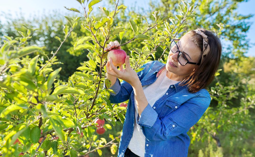 Lsecrets d'une taille réussie pour un pommier vigoureux et en pleine croissance