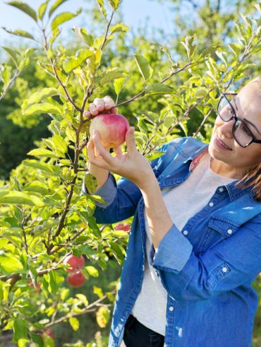 Lsecrets d'une taille réussie pour un pommier vigoureux et en pleine croissance