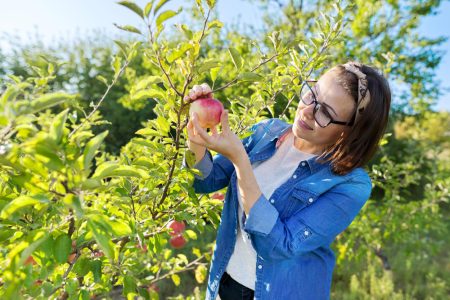 Lsecrets d'une taille réussie pour un pommier vigoureux et en pleine croissance