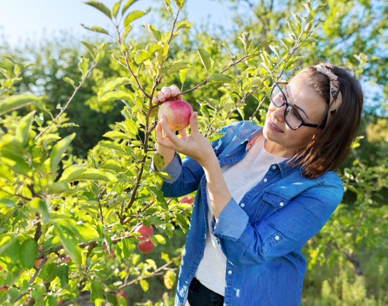 Lsecrets d'une taille réussie pour un pommier vigoureux et en pleine croissance