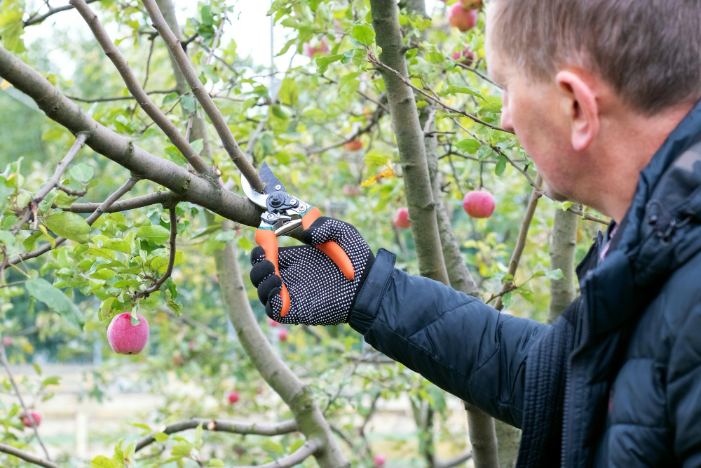 taille réussie pour un pommier vigoureux et en pleine croissance