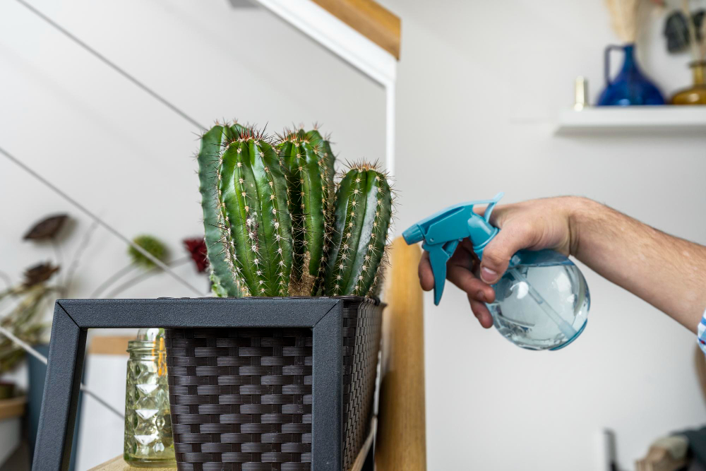 Guide pratique pour détecter et se débarrasser des insectes dans votre domicile.jpg